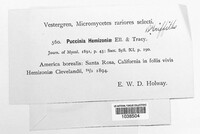 Puccinia hemizoniae image